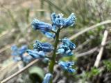 Hyacinthella acutiloba 