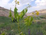 Isatis tinctoria subsp. tomentella 