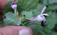 Lamium garganicum subsp. striatum var. striatum