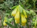 Onosma aucheriana 