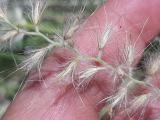 Pennisetum orientale 