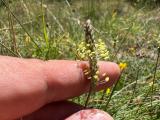 Plantago holosteum 