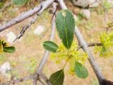 Rhamnus rhodopea 