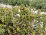 Rhamnus rhodopea 