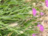 Rhaponticum repens 