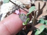 Saponaria chlorifolia 