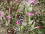 Silene conoidea 