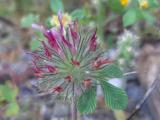 Trifolium hirtum 