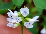 Trigonella procumbens 