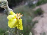 Verbascum mucronatum 