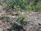 Xanthium spinosum 