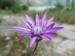 Xeranthemum inapertum 