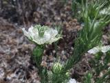 Nigella arvensis var. involucrata 