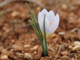 Crocus yakarianus