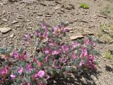 Astragalus noaeanus