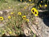 Tuberaria guttata