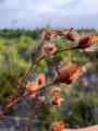 Tuberaria guttata