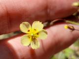 Tuberaria guttata