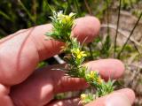 Linum strictum