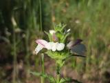 Bellardia trixago