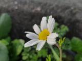 Anthemis chia