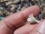 Anthemis tomentosa