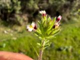 Parentucellia latifolia