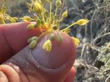 Allium flavum