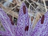 Colchicum variegatum