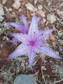 Colchicum variegatum