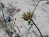 Cyperus capitatus