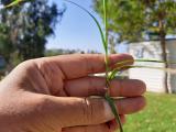 Cyperus rotundus