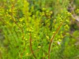 Hypericum empetrifolium