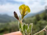Medicago disciformis