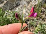 Onobrychis aequidentata