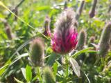 Trifolium purpureum