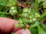 Valerianella discoidea