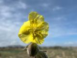 Helianthemum stipulatum
