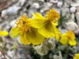 Helianthemum oelandicum