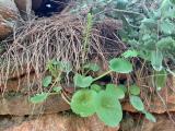 Umbilicus rupestris