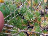 Draba bruniifolia subsp. bruniifolia