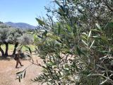 Olea europaea