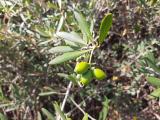 Olea europaea