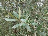 Olea europaea