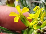 Erysimum thyrsoideum