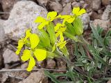 Erysimum thyrsoideum