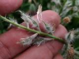 Astragalus macrostachys