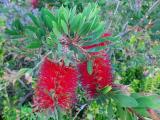 Melaleuca citrina