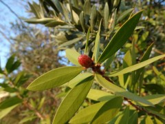 Melaleuca citrina