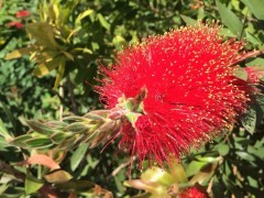 Melaleuca citrina